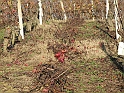 Campagna in autunno 3244.Potatura delle viti